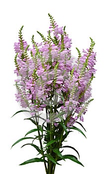 Beautiful bouquet wild flowers Physostegia virginiana isolated on white background