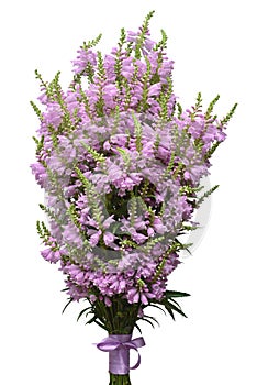 Beautiful bouquet wild flowers Physostegia virginiana isolated on white background