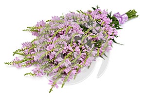 Beautiful bouquet wild flowers Physostegia virginiana isolated on white background