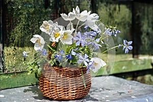 beautiful bouquet wood anemone, slender speedwell, Whetzel weed of summer
