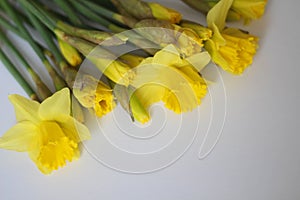 Beautiful bouquet of yellow daffodils flowers isolated on white background. Flat lay, top view. Spring flowers. Gift cards design