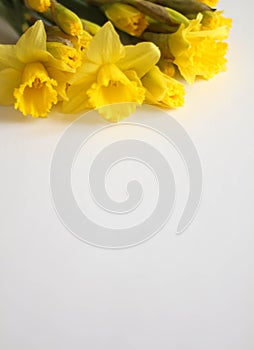 Beautiful bouquet of yellow daffodils flowers isolated on white background. Flat lay, top view. Spring flowers. Gift cards design