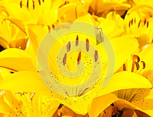 Beautiful bouquet of yellow lilies