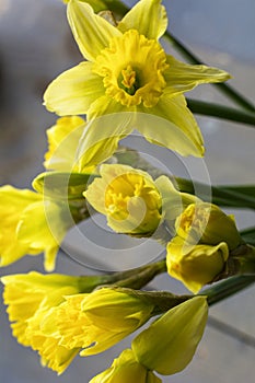 Beautiful bouquet of yellow narcissus like a symbol of spring