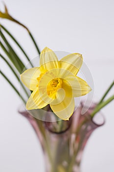 Beautiful bouquet of yellow narcisus flowers in a glass vase.