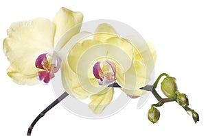 Beautiful bouquet of yellow orchid flowers. Bunch of luxury tropical yellow-pink orchids - phalaenopsis - isolated on white