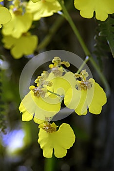 Beautiful bouquet of yellow orchids of the genus Oncidium
