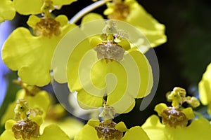 Beautiful bouquet of yellow orchids of the genus Oncidium