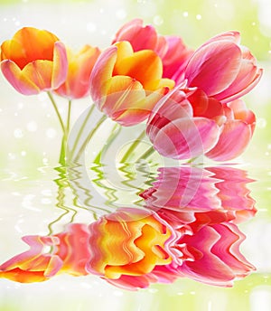 Yellow-pink tulip flowers