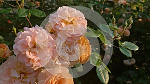 Beautiful bouquet of yellow roses in the rose garden.