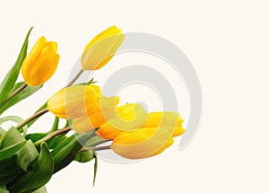 Beautiful bouquet of yellow tulips on a white background