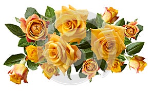 Beautiful bouquet of yellowish orange roses isolated on white background