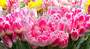 Beautiful bouquets of pink tulips. Full Bloom