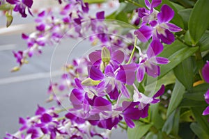 purple orchid blooming in garden Bangkok Thailand