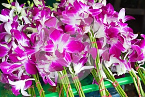 Beautiful bouquets of purple and white orchid flowers stacked on display at flower market