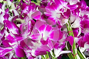 Beautiful bouquets of purple and white orchid flowers stacked on display at flower market