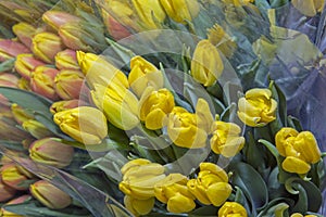 Beautiful bouquets of tulips in a package, ready for sale. Spring flowers. Close up.