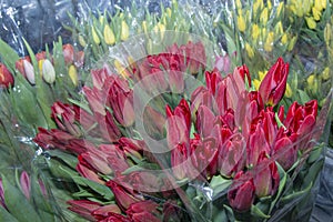 Beautiful bouquets of tulips in a package, ready for sale. Spring flowers. Close up.