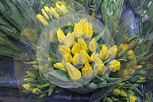 Beautiful bouquets of tulips in a package, ready for sale. Spring flowers. Close up.