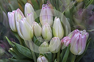 Beautiful bouquets of tulips in a package, ready for sale. Spring flowers. Close up.