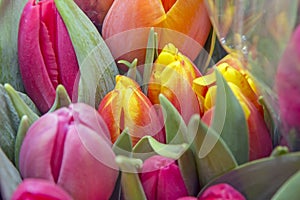 Beautiful bouquets of tulips in a package, ready for sale. Spring flowers. Close up.