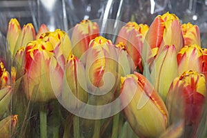 Beautiful bouquets of tulips in a package, ready for sale. Spring flowers. Close up.