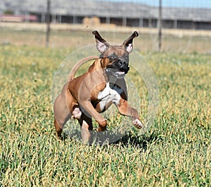 Boxer in the green field