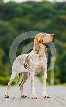 Beautiful Bracco Italiano pointer female dog standing in park