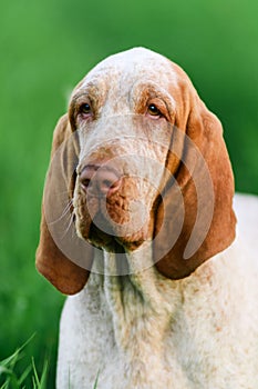 Beautiful Bracco Italiano standing in high green grass