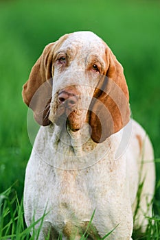 Beautiful Bracco Italiano standing in high green grass photo