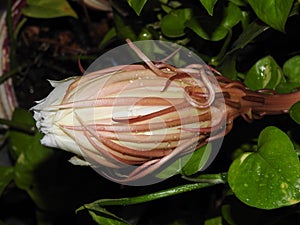 Beautiful Brahma Kamal or Saussurea obvallata flower bloomed in a dark night background