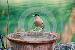 Beautiful Brahminy Starling Bird and Water Pot. Indian City Bird