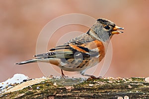 Beautiful brambling Fringilla montifringilla