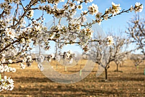 Beautiful branch of almond tree in bloom outside the field