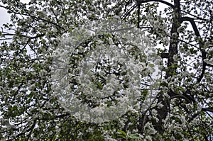 Beautiful branch apple trees blossom in full bloom in a garden