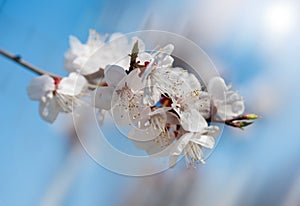 Beautiful branch apricots against the background of the blue sky. The spring has come