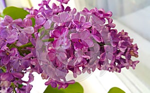 Beautiful branch of a beautiful blossoming lilac