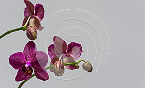 Beautiful branch of beautiful dark purple orchid flower Phalaenopsis Destiny, known as the Moth Orchid or Phal