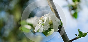 Beautiful branch of blossoming apple tree against blurred green background. Close-up white apple flowers