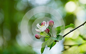 Beautiful branch of blossoming apple tree against blurred green background. Close-up of white with pink apple flowers