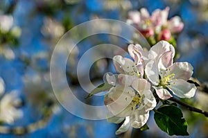 Beautiful branch of blossoming apple tree against blurred green background. Close-up of white with pink apple flowers.