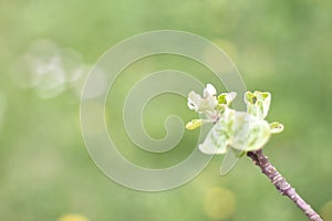 A beautiful branch of blossoming apple tree on green background, macro. Amazing elegant artistic image of nature in spring