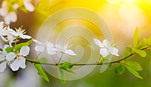 Beautiful branch of a blossoming cherry. Floral background. Spring flowers. An article about flowering garden trees