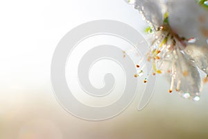 Beautiful branch of a blossoming cherry. Floral background. Spring flowers. An article about flowering garden trees