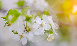 Beautiful branch of a blossoming cherry. Floral background. Spring flowers. An article about flowering garden trees.