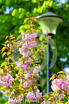 Beautiful branch of a blossoming pink Cherry Blossoms in spring