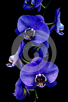 Beautiful branch of blue phalaenopsis orchids with black background