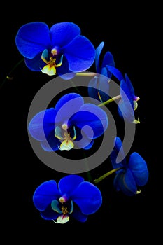 Decorative velvet blue phalaenopsis blume orchids against black backdrop photo