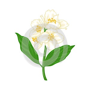 Beautiful branch flower jasmine cartoon watercolour style isolated on white background. Hand-draw branch flowers. Design element