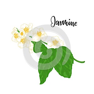 Beautiful branch flower jasmine cartoon watercolour style isolated on white background with word jasmine. Hand-draw branch flowers